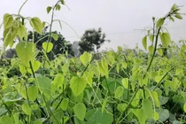 View - Hồ sơ KBec Vina liên tục xả thải ra môi trường | Báo Tri thức và Cuộc sống - TIN TỨC PHỔ BIẾN KIẾN THỨC 24H