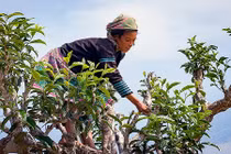 Dùng tay trần để sao, chè Tà Xùa tiền triệu vẫn đắt khách 