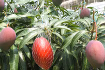 Đột nhập vườn xoài đỏ đắt như kim cương hiếm nhất thế giới