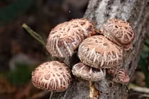 Nấm hương Nhật 8 triệu đồng/kg nhà giàu lùng mua có gì đặc biệt?