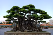 "Choáng váng" những cây sanh cổ giá triệu đô hút đại gia