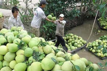 Lạ lùng thương lái Trung Quốc ráo riết mua trái cây non 