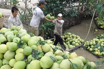 Lạ lùng thương lái Trung Quốc ráo riết mua trái cây non 