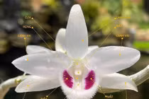 Lan Bạch Tuyết thiếu gia đổi siêu xe có gì “hot“?