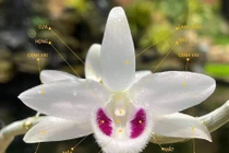 Lan Bạch Tuyết thiếu gia đổi siêu xe có gì “hot“?