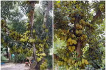 “Mắt tròn mắt dẹt” xem cây mít chi chít quả không đếm xuể