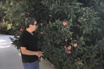 Mãn nhãn vườn rau và trái cây xanh tốt trong nhà ca sĩ Trường Vũ