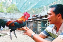 Bị săn lùng, gà rừng Bảy Núi trốn trên cây cổ thụ ở 