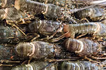 Tôm hùm "giải cứu" ồ ạt bán đầy chợ mạng, giá chưa đến 200.000 đồng/kg