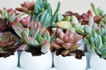 1001 cách trồng hoa đá thú vị giúp nhà đẹp như mơ