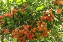 Ngắm vườn chôm chôm Việt lần đầu xuất khẩu sang New Zealand