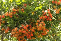 Ngắm vườn chôm chôm Việt lần đầu xuất khẩu sang New Zealand