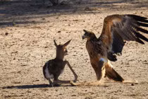 Linh dương con dị tật bị bỏ rơi và cái kết cực kỳ thảm khốc