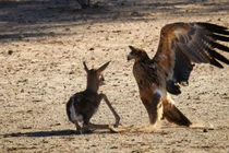 Linh dương con dị tật bị bỏ rơi và cái kết cực kỳ thảm khốc