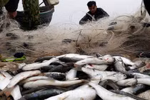 Những chuyến đi biển hốt bạc đầu năm của ngư dân