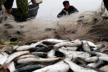 Những chuyến đi biển hốt bạc đầu năm của ngư dân