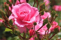 Sinh vào 3 tháng Âm lịch càng về già càng giàu có 