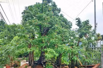 Cây khế 19 thân, khách “đổ” bao nhiêu tiền cũng không mua được