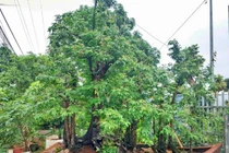 Cây khế 19 thân, khách “đổ” bao nhiêu tiền cũng không mua được