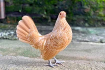 “Mỹ kê” 10 triệu đồng nhà giàu săn lùng dịp Tết đẹp cỡ nào?