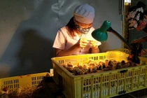 Ngồi nhìn hậu môn gà, kiếm 90 triệu đồng/tháng