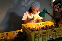 Ngồi nhìn hậu môn gà, kiếm 90 triệu đồng/tháng