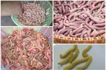 Kinh hãi đặc sản khiến "thượng đế" nổi da gà giá chát