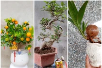  Bonsai tí hon quất, sung, đào...giá mềm, hút khách dịp Tết