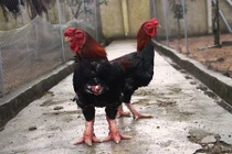 Gà chân khủng bạc triệu đắt hàng dịp Tết