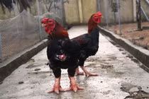 Gà chân khủng bạc triệu đắt hàng dịp Tết