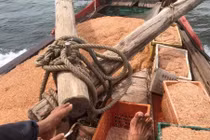 Xúc lộc biển nhỏ 10mm, ngư dân Cửa Lò thu nhanh tiền triệu mỗi ngày