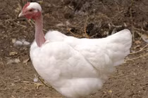 Loài gà có cổ trần trụi như rắn “hớp hồn” nhà giàu Việt