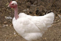 Loài gà có cổ trần trụi như rắn “hớp hồn” nhà giàu Việt