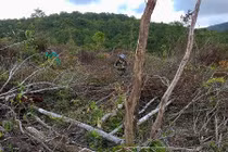 Điều tra vụ án phá rừng 30 nghìn m2 ở Gia Lai