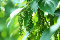 Vạch mặt chiêu trò hiểm ác của thương lái Trung Quốc