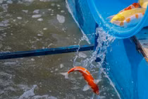 Cá Koi thả sông Tô Lịch: Giá "chát", có bị bắt trộm không?