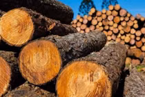 Loại gỗ đắt “hơn vàng ròng”, được xem như “báu vật”