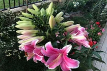 Khó tin những siêu cây, quả "vỡ kế hoạch" lạ kỳ