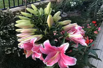 Khó tin những siêu cây, quả "vỡ kế hoạch" lạ kỳ