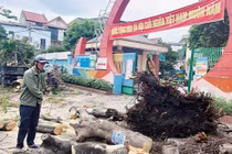 Trường Nghệ An bị kiểm điểm vì chặt cây cổ thụ đang tươi tốt