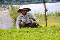 Xem người dân hái ra tiền từ các loại rau dại