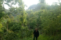 Kỳ công trồng cả trăm cây sưa đỏ đắt như vàng, lái cứ gạ mua