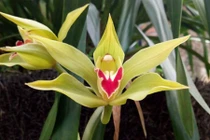 Choáng váng chậu phong lan đắt đỏ gây sốt thị trường Việt