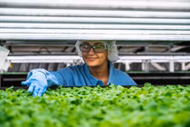 “Đẹp như trong mơ” trang trại rau xanh trong nhà của hãng hàng không Singapore 