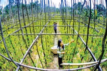 Về thủ phủ trồng lá trầu xuất sang Trung Quốc "hốt bạc"