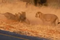 Thiếu cảnh giác, lợn rừng bị bầy sư tử sát hại