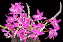 10 loại lan rừng đắt đỏ được ưa chuộng tại Việt Nam