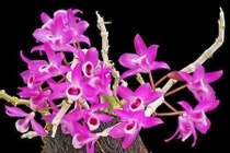 10 loại lan rừng đắt đỏ được ưa chuộng tại Việt Nam