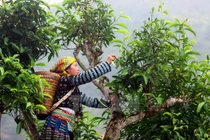 Chè shan tuyết “5 cực” giá bạc triệu ở Tây Bắc có gì độc?