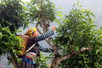 Chè shan tuyết “5 cực” giá bạc triệu ở Tây Bắc có gì độc?